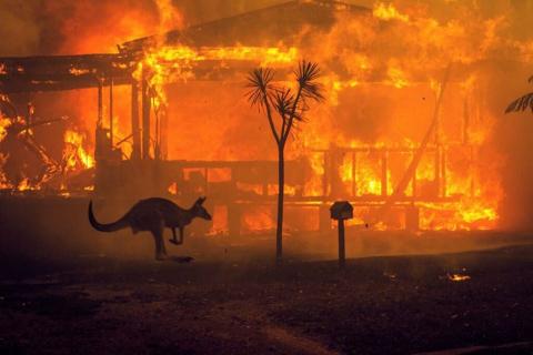 La devastazione della flora e fauna australiana